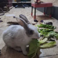 خرگوش