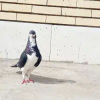 کبوتر امری|پرنده|سیرجان, |دیوار