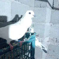 کبوتر پیتی|پرنده|بندرعباس, |دیوار