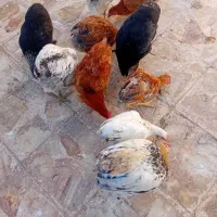 فروش تعدادی بچ خروس و باری محلی|حیوانات مزرعه|دوگنبدان, |دیوار