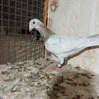 سار جوان نر ومشکی ماده