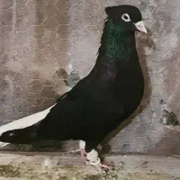 ماده چپ قهوه ای چپ زرد چپ سرخ بی عیب