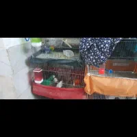 پرنده عروس هلندی مرغ عشق کوتوله برزیلی