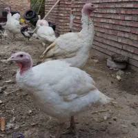 بوقلمون گوشتی