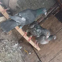 چهار عدد کوهی درجه یک مولد|پرنده|همدان, |دیوار