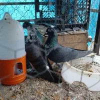 کبوتر پرشی ساعت بالا|پرنده|نوشهر, |دیوار