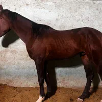 اسب فروشی نریان (معاوضه)