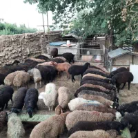 گوسفند زنده باقصاب ارسال درمحل بکلتهران ۲۴