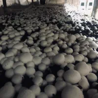 واگذاری سالن پرورش قارچ