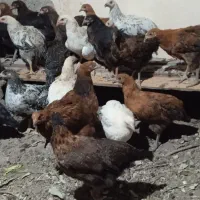 مرغ رسمی