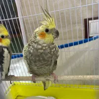 عروس هلندی|پرنده|رشت, حمیدیان|دیوار