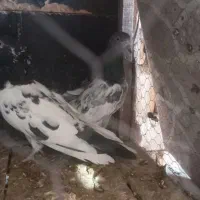 کفتر پرشی و پاکستانی اصل|پرنده|قم, شاه سید علی|دیوار