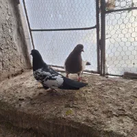 نرو ماده|پرنده|راور, |دیوار