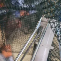 گرگور تور بچه ماهی|ماهیگیری|اصفهان, باغ فدک|دیوار