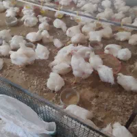 تعدادی جوجه ی گوشتی|حیوانات مزرعه|شیروان (خراسان), |دیوار
