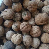 گردو گندمکال عالی