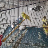 فروش قناری قفس مرغ عشق