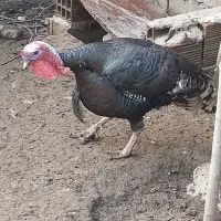 بوقلمون نر و ماده|حیوانات مزرعه|گرگان, |دیوار