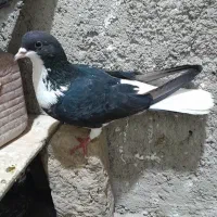 ۱۶۵۰۰۰۰