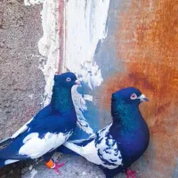 کبوتر سینه سیاه
