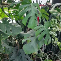 گل آپارتمانی|گل و گیاه طبیعی|تالش, طولارود|دیوار