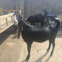 بزهلندی ۹ماهه درجه یک