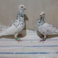 کفتر سار سوزنی و هفترنگ