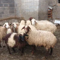 5راس میش بره داشتی. کاور قوچ گاو بز