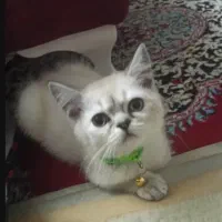 گربه اسکاتیش هردونرهستن