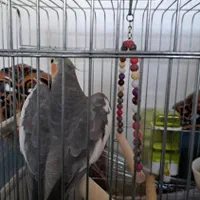 عروس هلندی نر|پرنده|تهران, شهرک آپادانا|دیوار