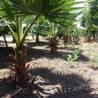 پالم واشنگتن|گل و گیاه طبیعی|رودسر, |دیوار