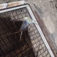 طوطی مرغ عشق|پرنده|نورآباد ممسنی, |دیوار