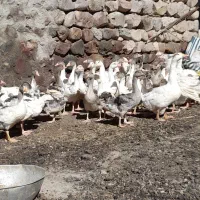 جوجه غاز|حیوانات مزرعه|هشترود, |دیوار