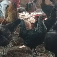 قو ، غاز ، مرغ ، تخم ، خوراک|حیوانات مزرعه|آبادان, |دیوار