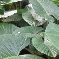 بابا آدم|گل و گیاه طبیعی|رحیم‌آباد, |دیوار