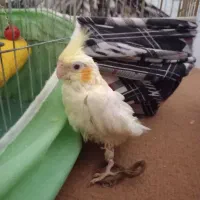 جوجه عروس هلندی