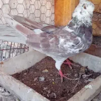 ی نر گرگی کاکلی با ی نر سرخ قره سوری