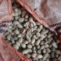 بادام زمینی بذری گلی درجه یک