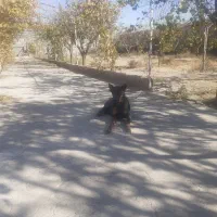 توله دوبرمن ۲ماهه اصیل|سگ|مشهد, جاهد شهر|دیوار