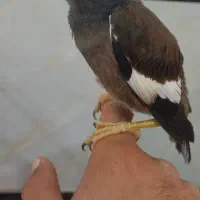 فروش جوجه مینا شاه تخم