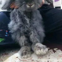 مینی لوپ|موش و خرگوش|نسیم‌شهر, |دیوار