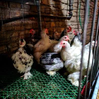 نیمچه کوشین خالدار و برهما غولپیکر رنگهای مختلف|حیوانات مزرعه|اصفهان, بوستان ناژوان|دیوار