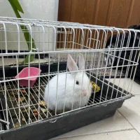 وا گذاری رایگان خرگوش سفید