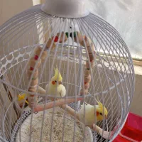 عروس هلندی