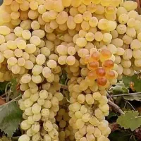 با سلام فروش بوته انگور