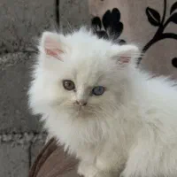 گربه پرشین عروسکی چشم دو رنگ