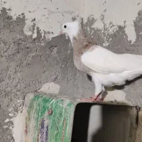 تعدادی کبوتر طوقی درجه یک|پرنده|یاسوج, |دیوار