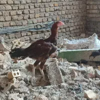 جوجه خروس لاری.