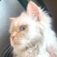 گربه پرشین|گربه|ساری, |دیوار