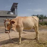 گاوباگوساله نرنافی